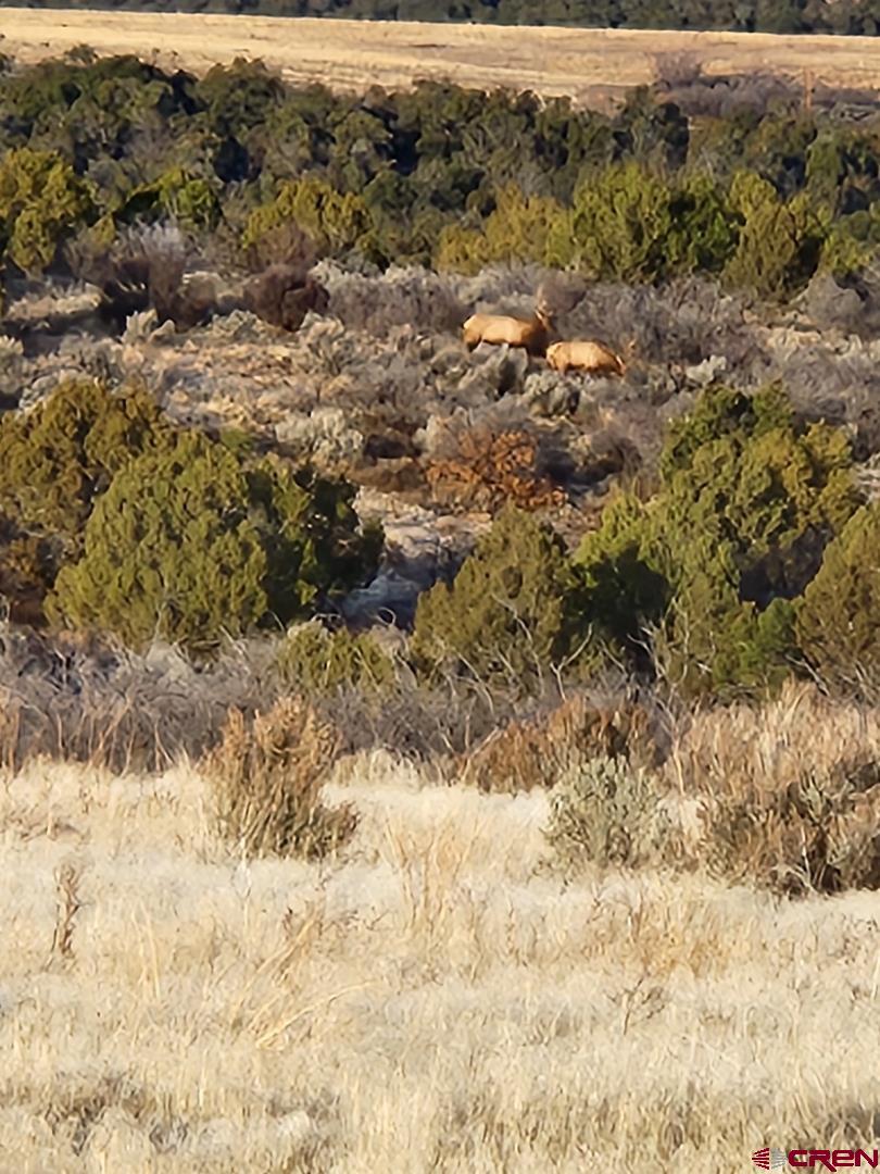 15.5 Yellow Jacket Co 81327 Yellow Jacket, CO 81335 - Photo 2 of 45 a view of a yard covered with snow