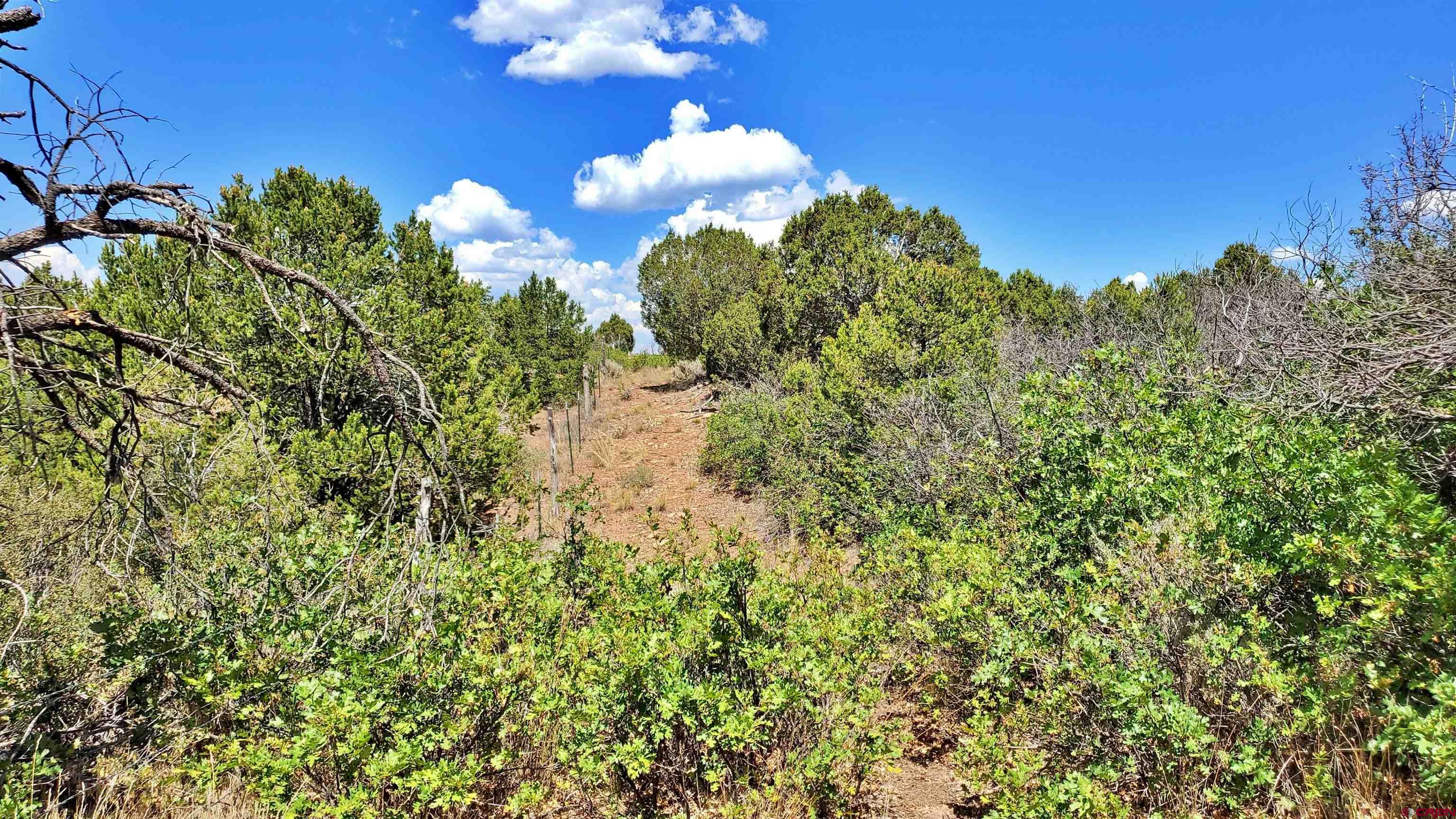 15.5 Yellow Jacket Co 81327 Yellow Jacket, CO 81335 - Photo 22 of 45 a view of a bunch of flowers in bunch