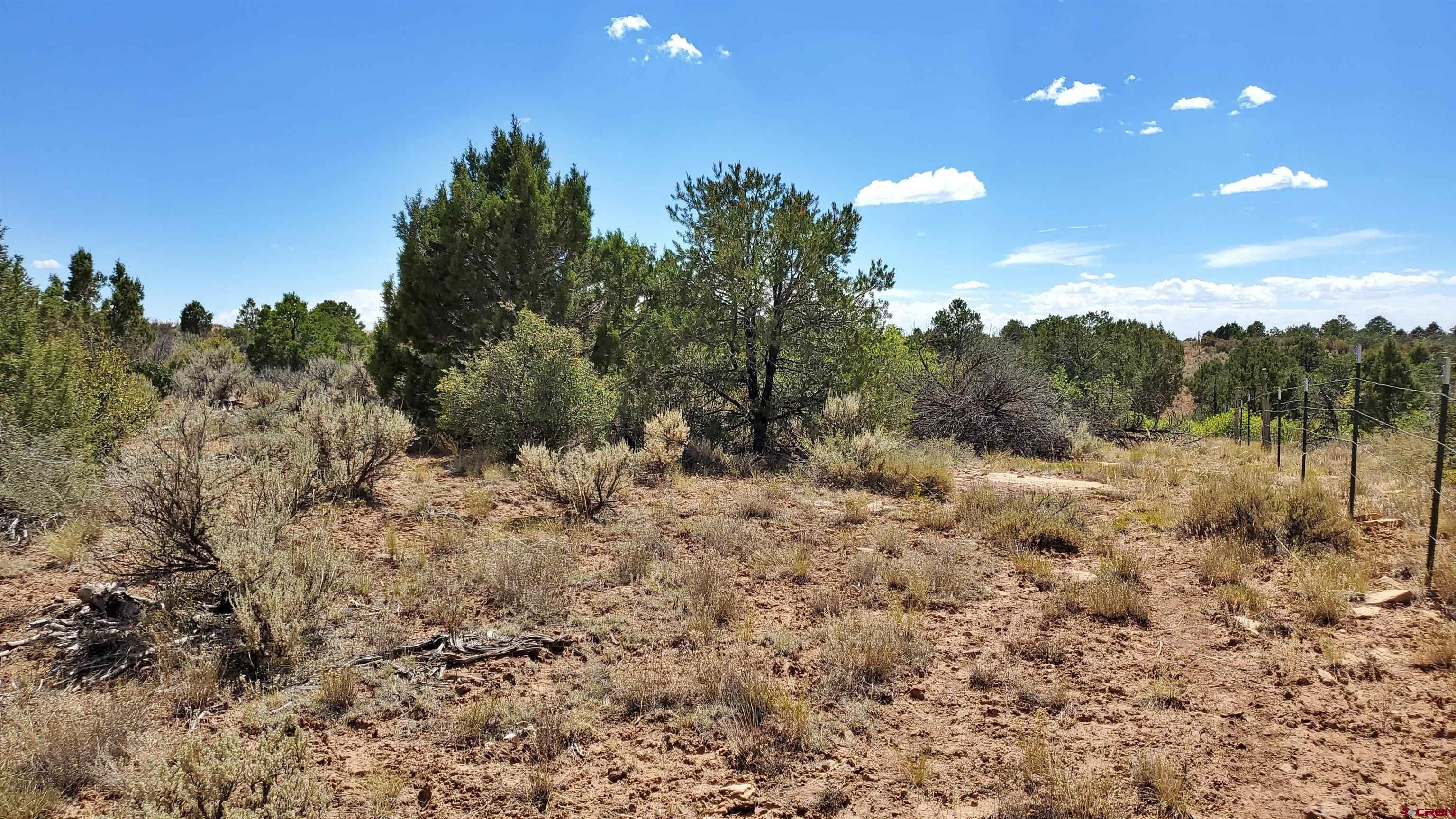 15.5 Yellow Jacket Co 81327 Yellow Jacket, CO 81335 - Photo 28 of 45 a view of a forest filled with trees