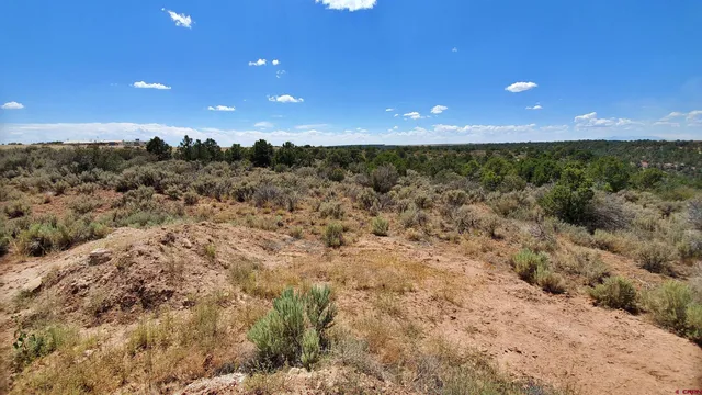 a view of a bunch of trees in a field