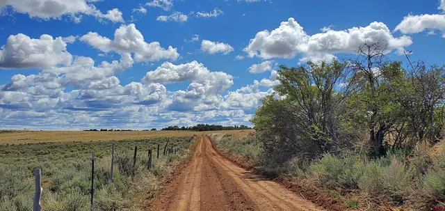 a view of a dry plant in a forest