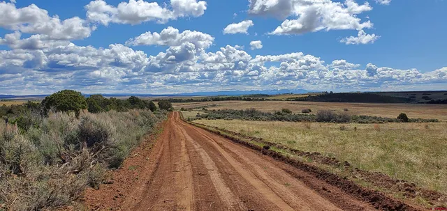 a close up of a tree in a yard