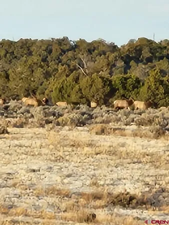 a view of a bunch of trees