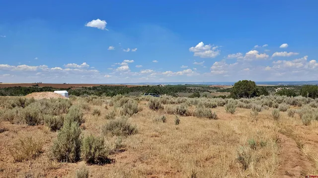 a view of a bunch of trees