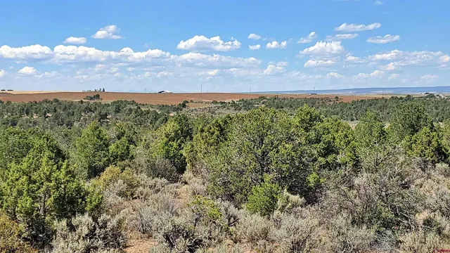 a view of a bunch of trees