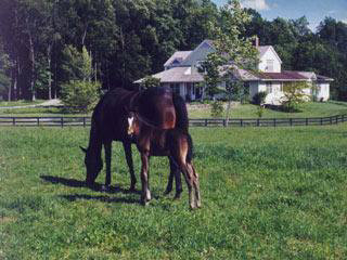 a view of a yard and front of house