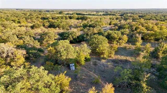 a view of a forest that has large trees