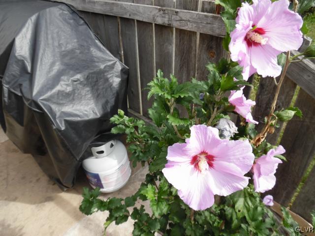 925 Spring Street Bethlehem, PA 18018 - Photo 3 of 29 a view of a flower in a yard