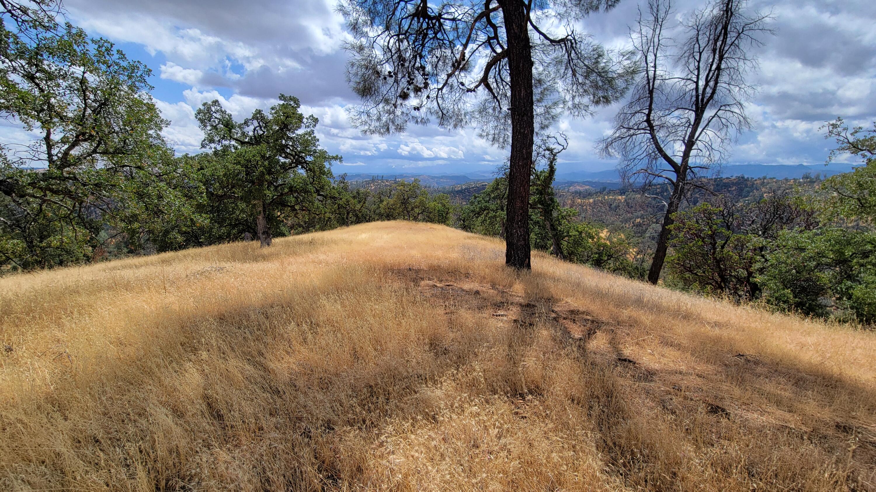 3700 Fiddlers Road Igo, CA 96047 - Photo 11 of 33 a view of a yard with large trees