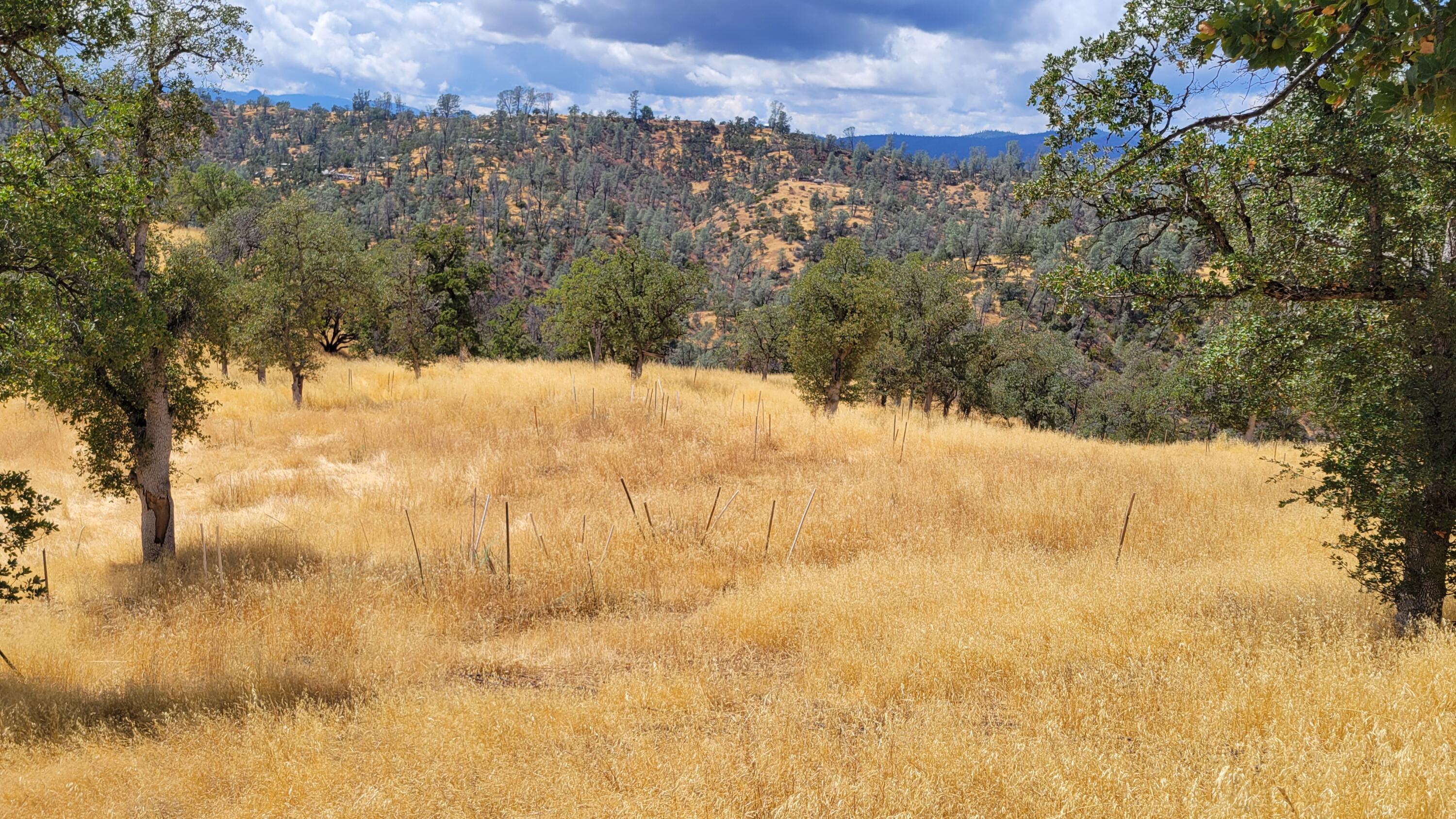 3700 Fiddlers Road Igo, CA 96047 - Photo 14 of 33 a view of mountain view with lots of trees