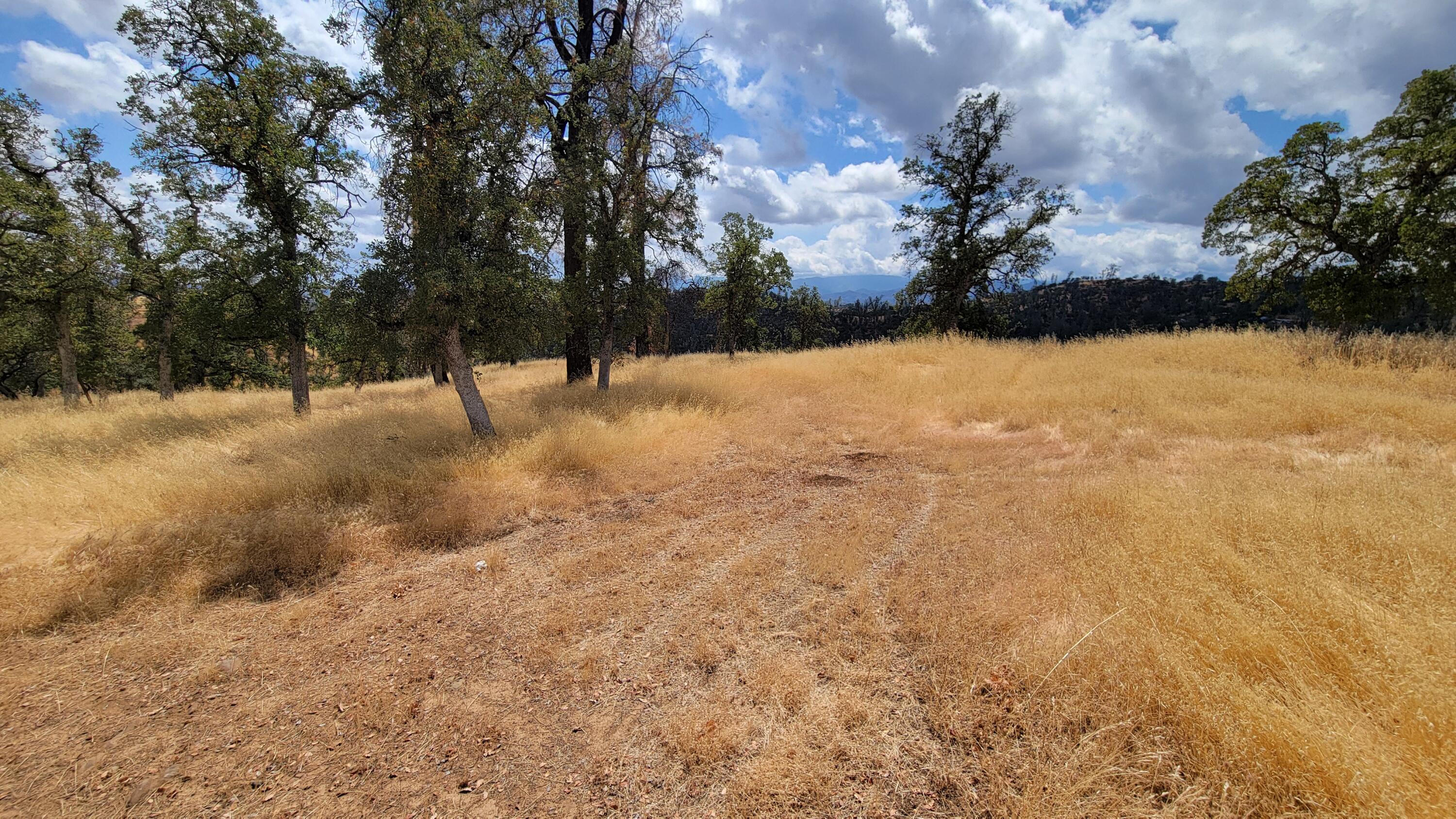 3700 Fiddlers Road Igo, CA 96047 - Photo 18 of 33 a view of dirt yard and a large tree