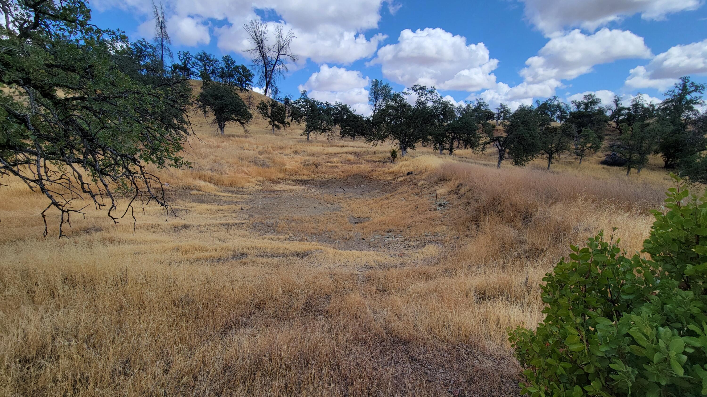 3700 Fiddlers Road Igo, CA 96047 - Photo 23 of 33 a view of a yard with a lot of trees