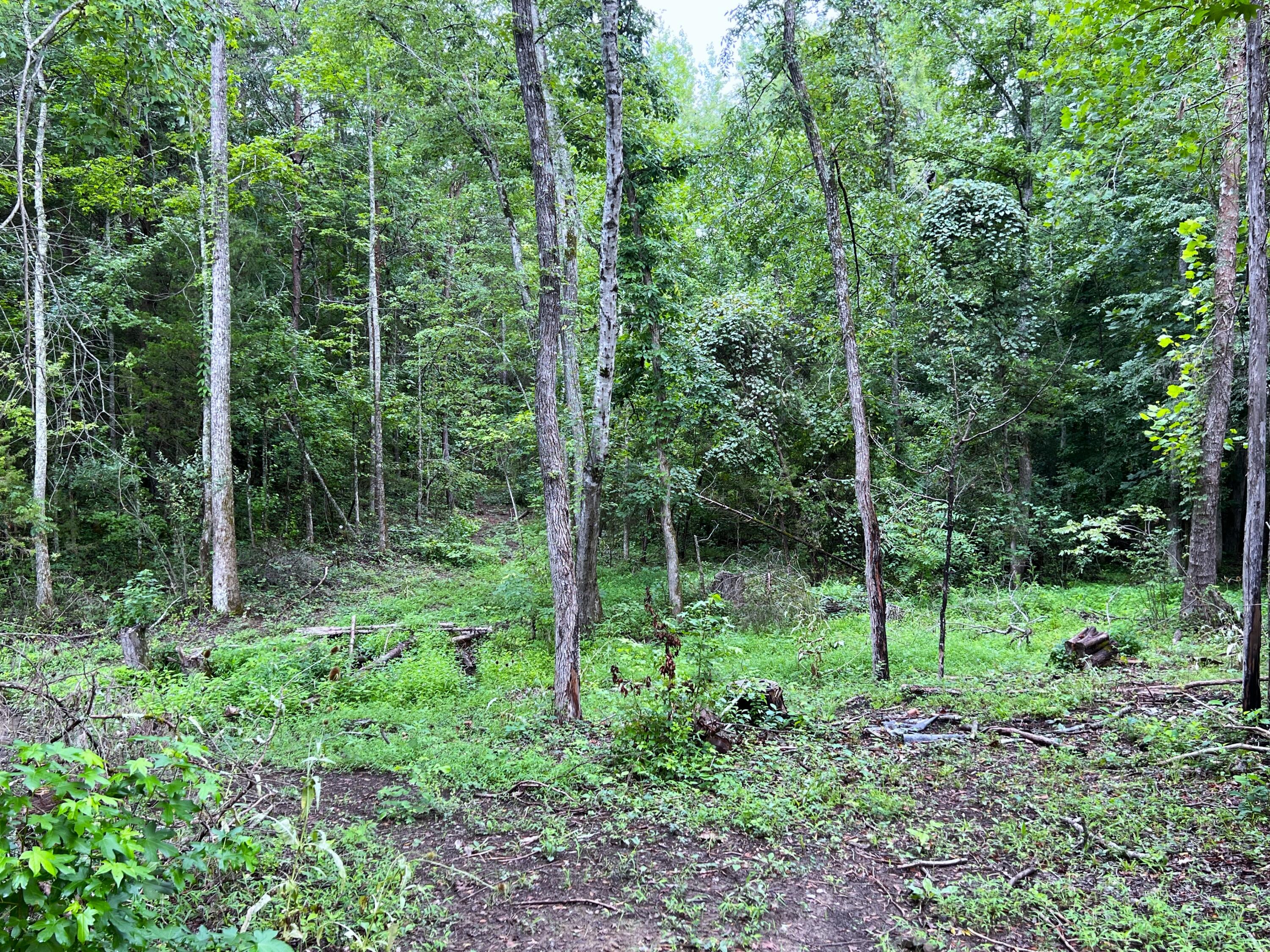 790 Lonesome Pine Road Bybee, TN 37713 - Photo 11 of 25 IMG_3991