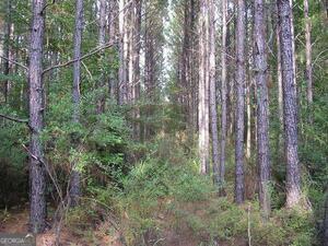 0 Jamestown Road Waycross, GA 31503 - Photo 11 of 19 a view of a forest with trees