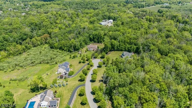 a view of a forest with a tree