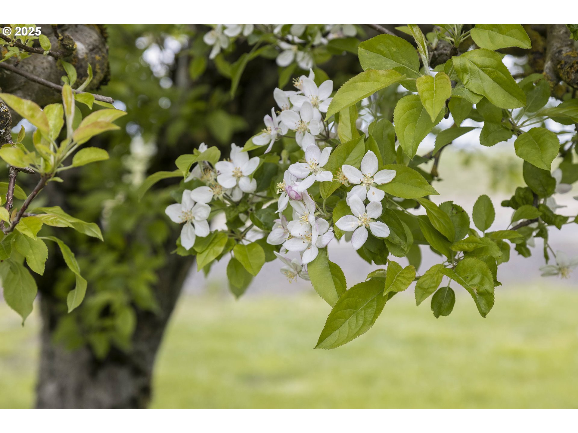 5704 Keene Road Northeast Gervais, OR 97026 - Photo 11 of 38