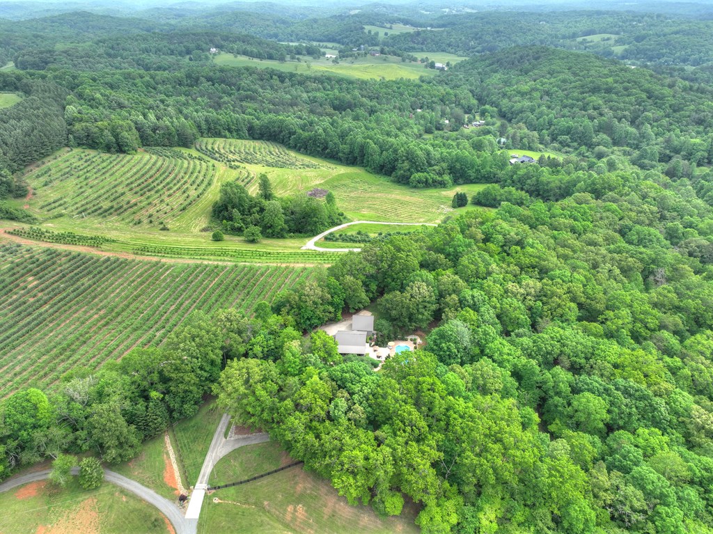 270 Stone Lane Blue Ridge, GA 30513 - Photo 16 of 70 a view of a garden with an outdoor space