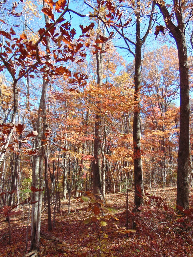 0 Raccoon Ridge Road Spring City, TN 37381 - Photo 29 of 70