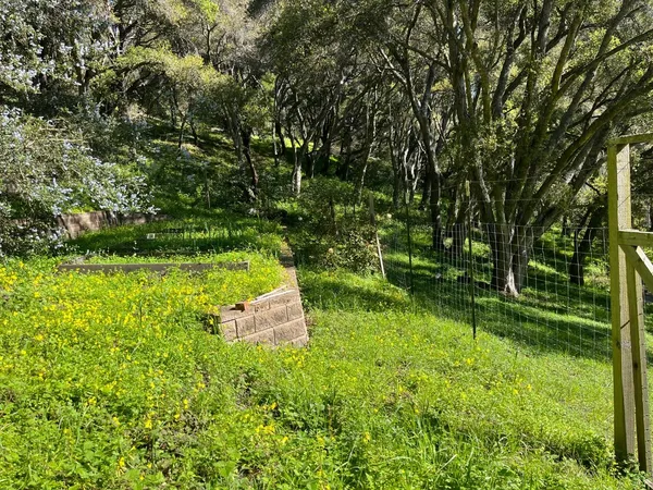 a view of a golf course with a tree