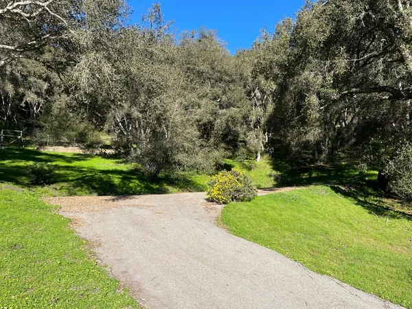 a view of a park with large trees