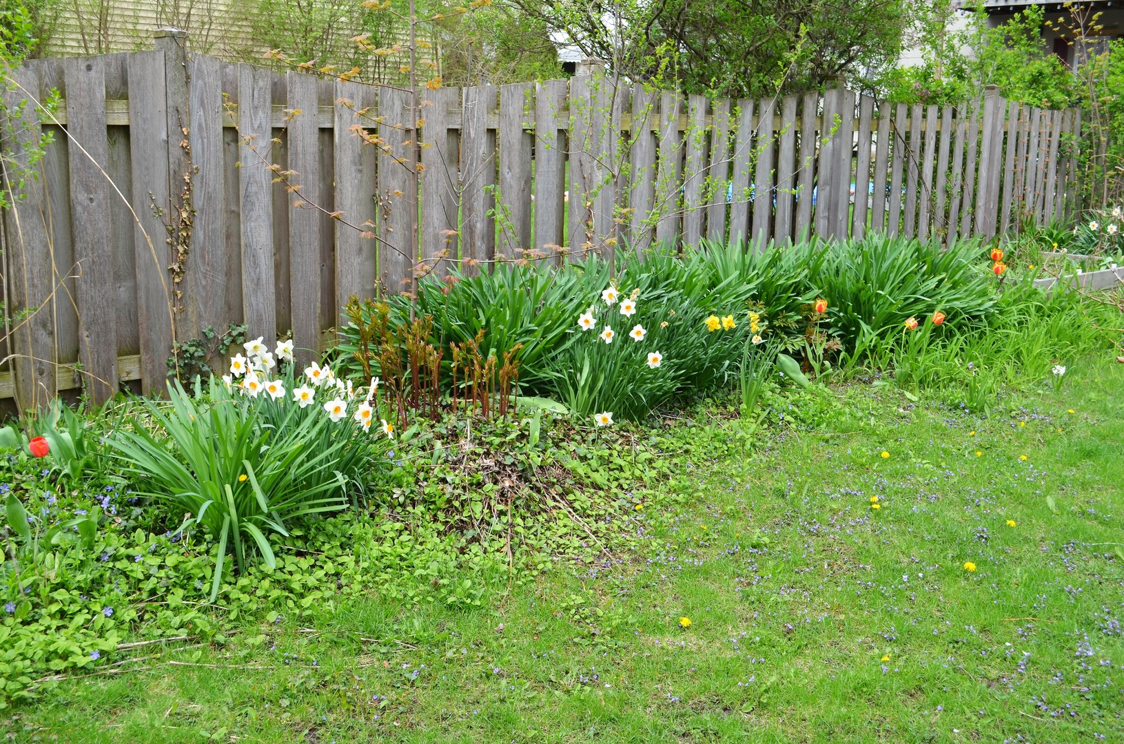 825 Oak Street Elgin, IL 60123 - Photo 17 of 17 a view of a backyard with plants