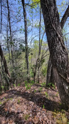 a view of backyard with green space