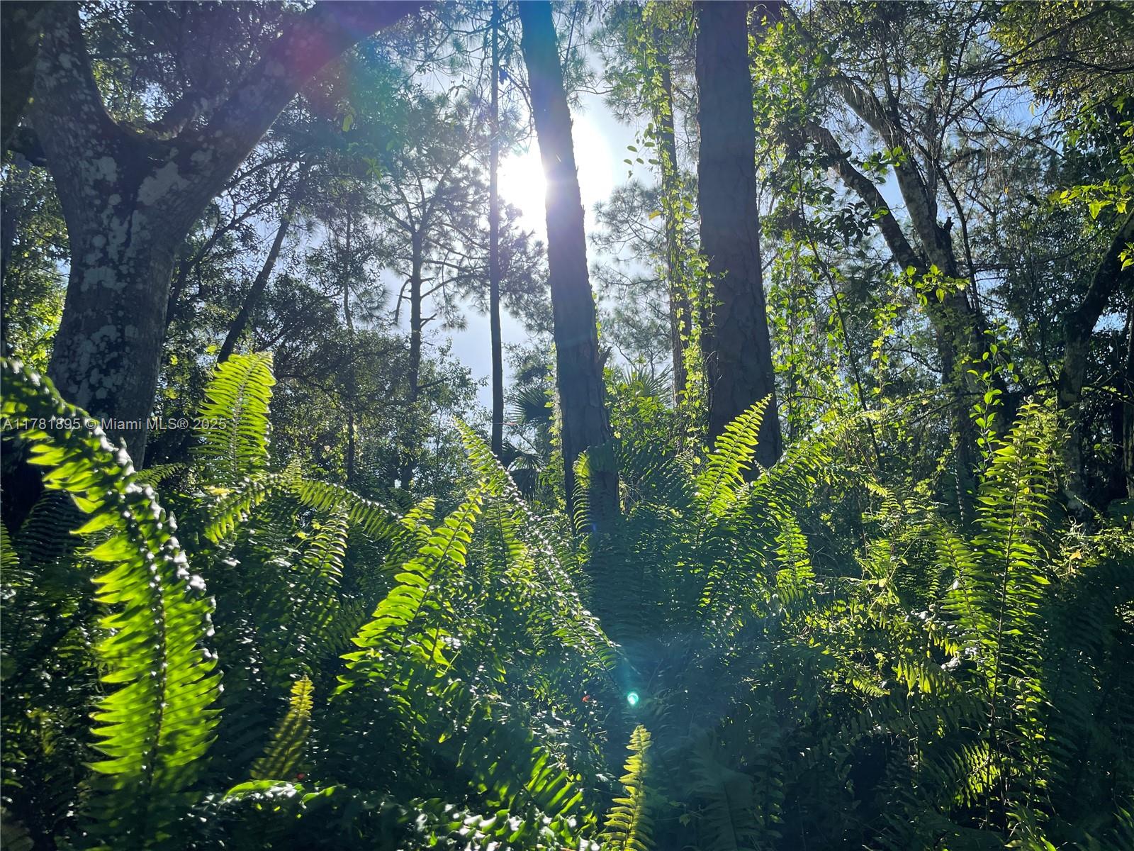 161 Taft Boulevard Clewiston, FL 33440 - Photo 11 of 11 a plant view in yard