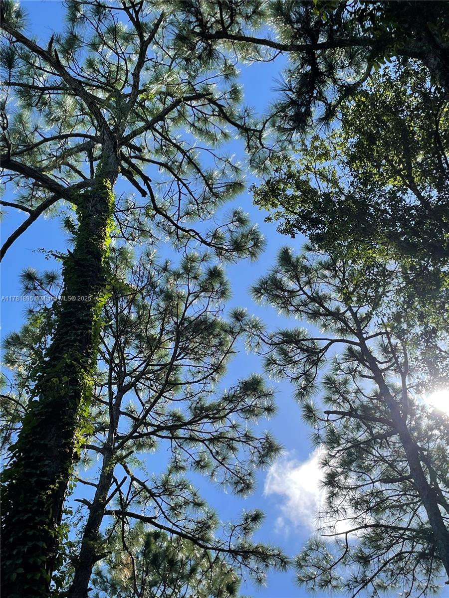 161 Taft Boulevard Clewiston, FL 33440 - Photo 5 of 11 a picture of tree