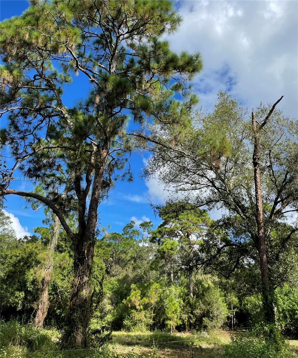 161 Taft Boulevard Clewiston, FL 33440 - Photo 6 of 11 a picture of trees