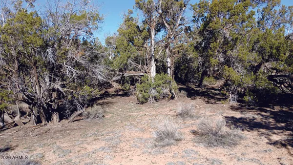 a view of a dirt road with trees