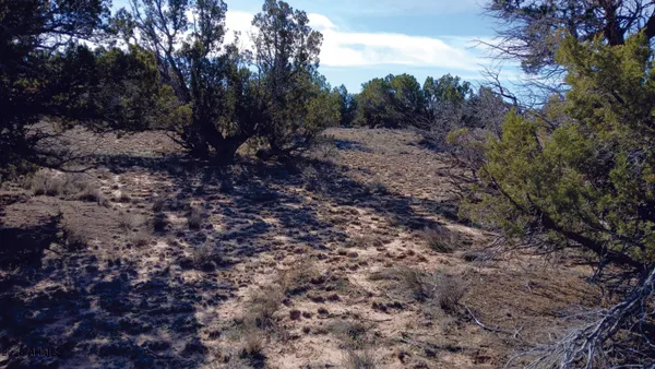 a view of a yard with lots of bushes