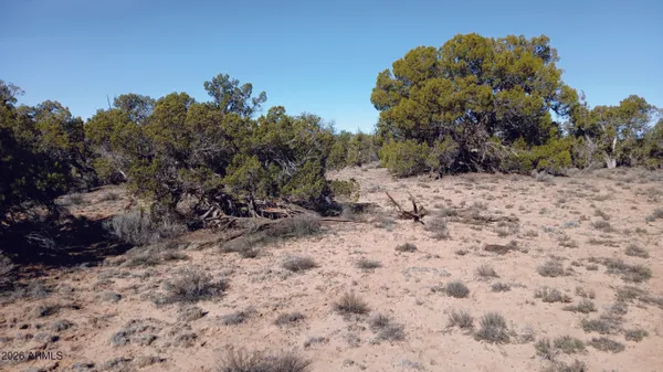a view of a dry yard with trees