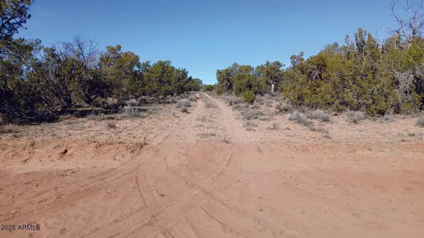 a view of a dry yard with trees in the background