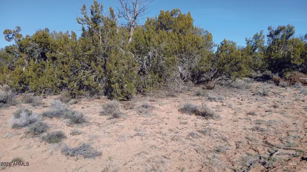a view of a dry yard with lots of bushes
