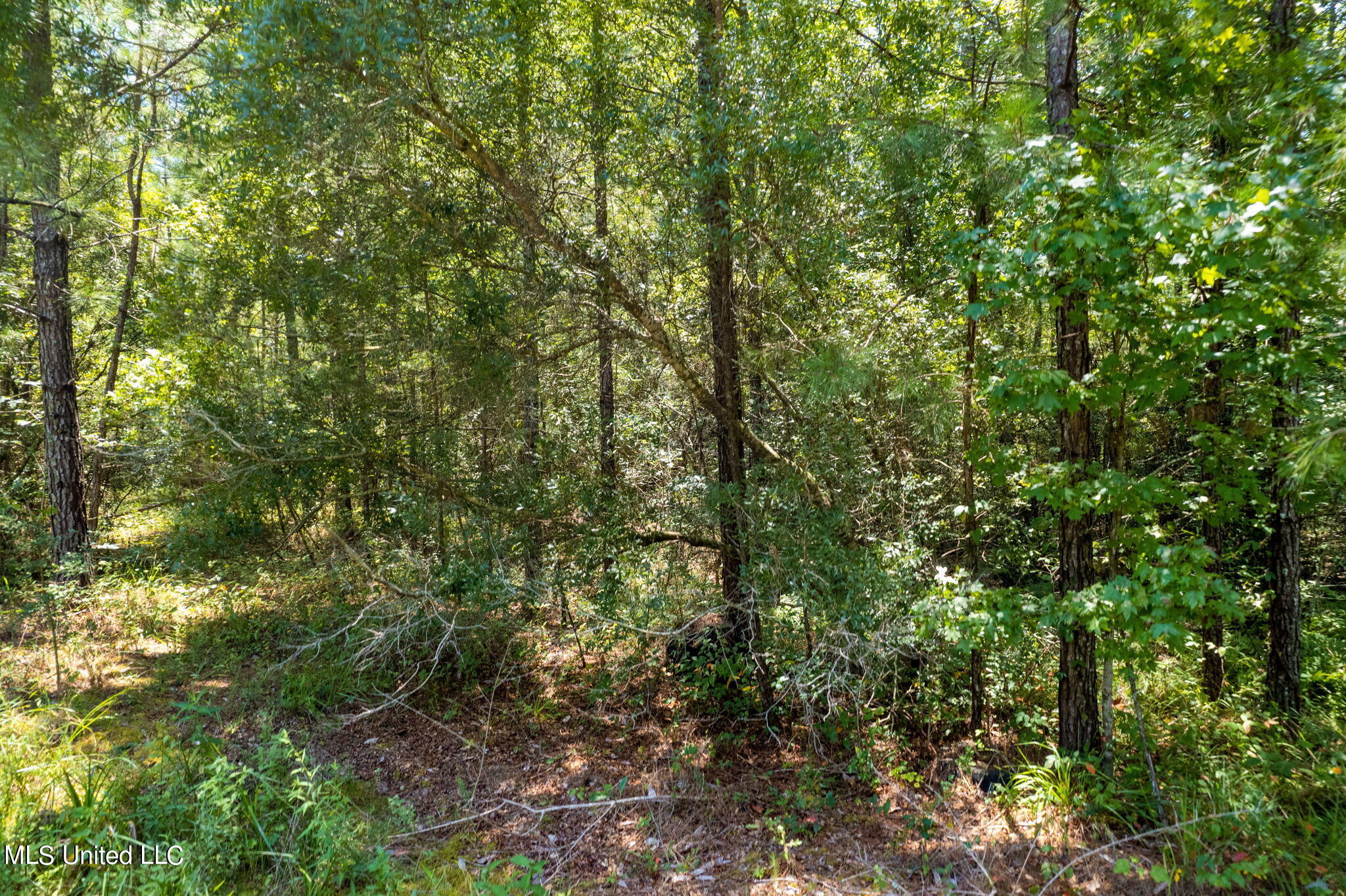 293 Acres Scruggs Road Sumrall, MS 39482 - Photo 14 of 34 0_SCRUGGS_RD-14