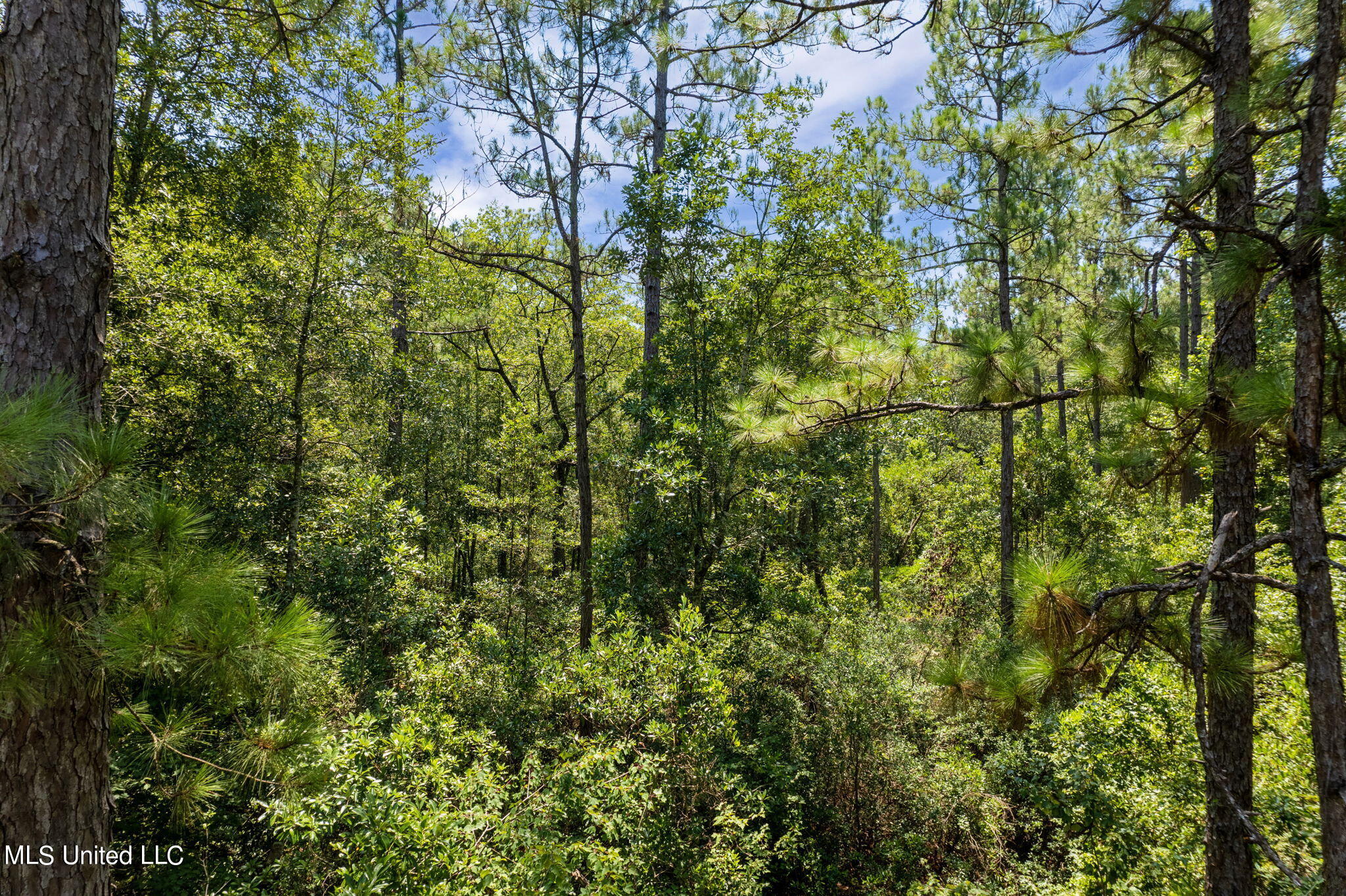 293 Acres Scruggs Road Sumrall, MS 39482 - Photo 15 of 34 0_SCRUGGS_RD-15