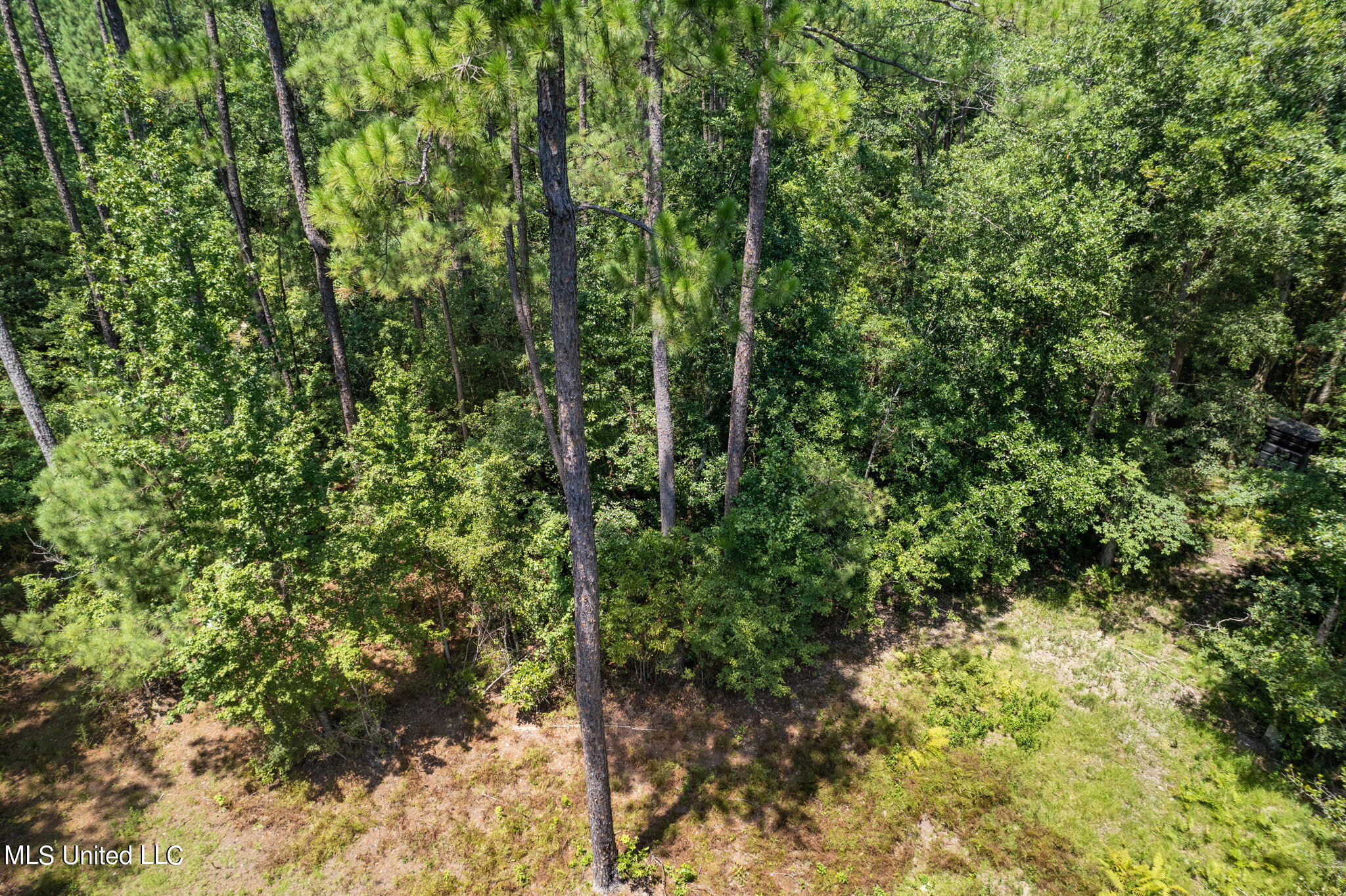 293 Acres Scruggs Road Sumrall, MS 39482 - Photo 16 of 34 0_SCRUGGS_RD-16