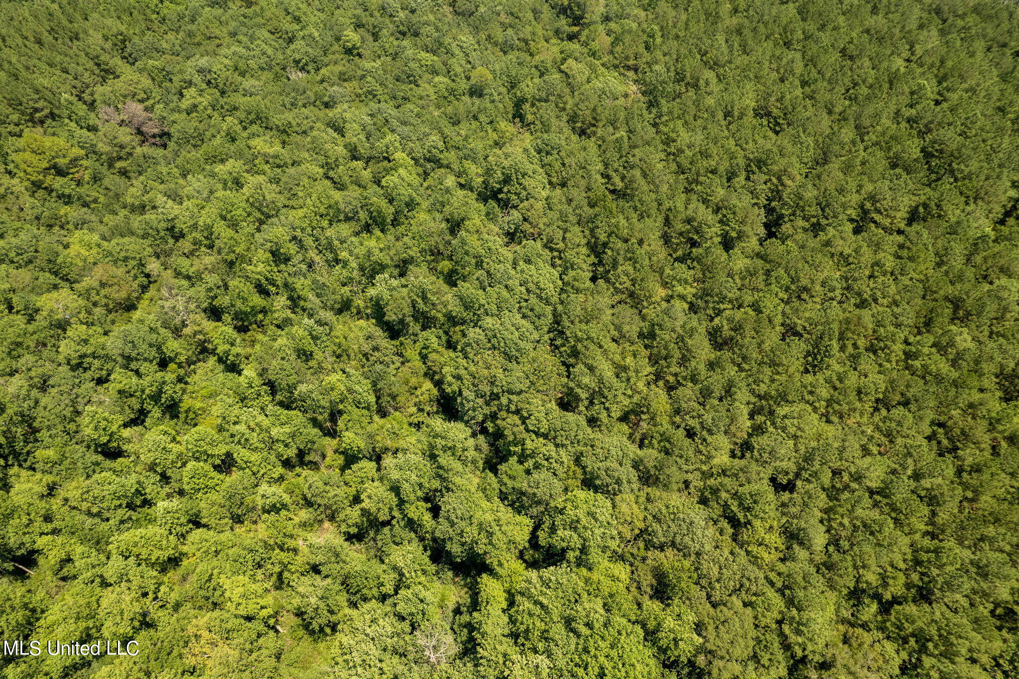 293 Acres Scruggs Road Sumrall, MS 39482 - Photo 21 of 34 0_SCRUGGS_RD-21