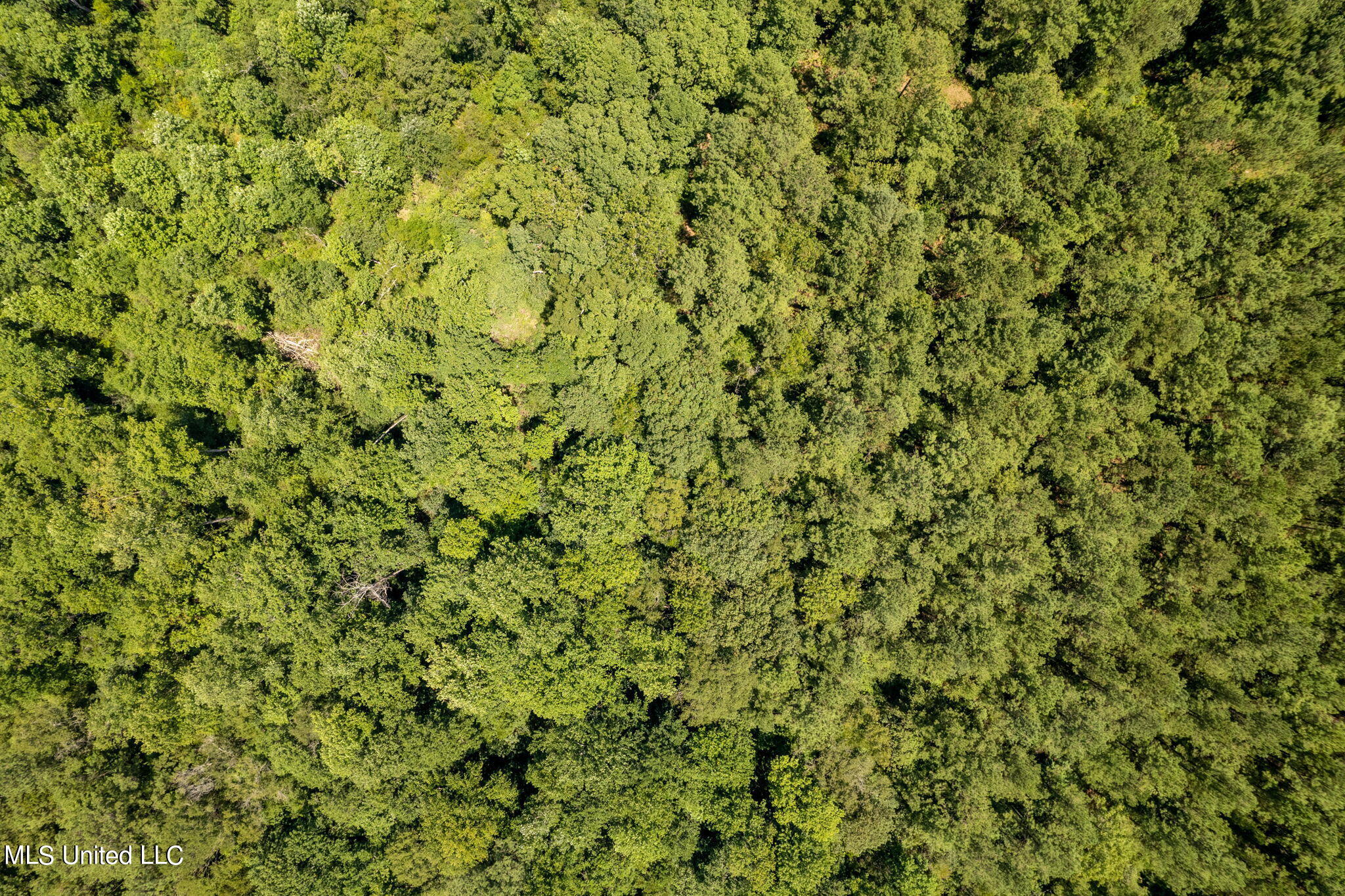 293 Acres Scruggs Road Sumrall, MS 39482 - Photo 22 of 34 0_SCRUGGS_RD-22