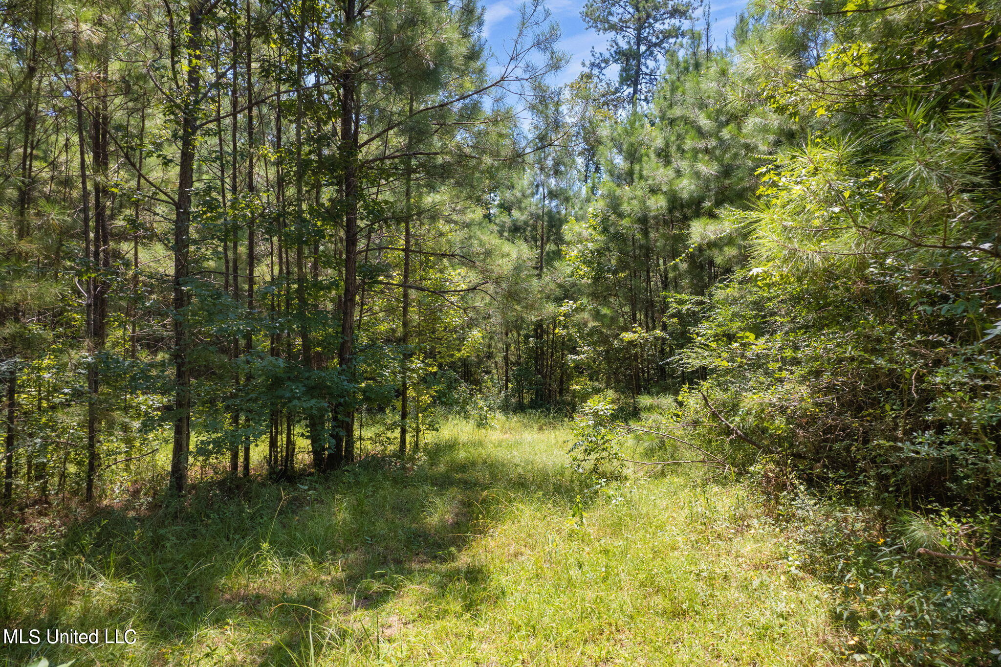 293 Acres Scruggs Road Sumrall, MS 39482 - Photo 7 of 34 0_SCRUGGS_RD-7