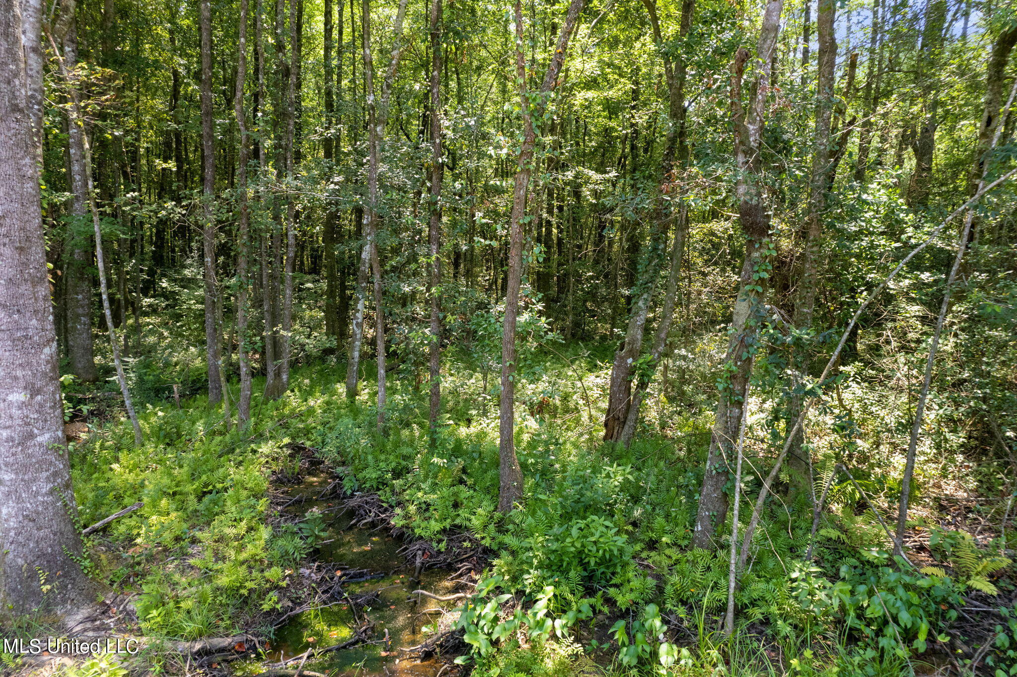 293 Acres Scruggs Road Sumrall, MS 39482 - Photo 10 of 34 0_SCRUGGS_RD-10