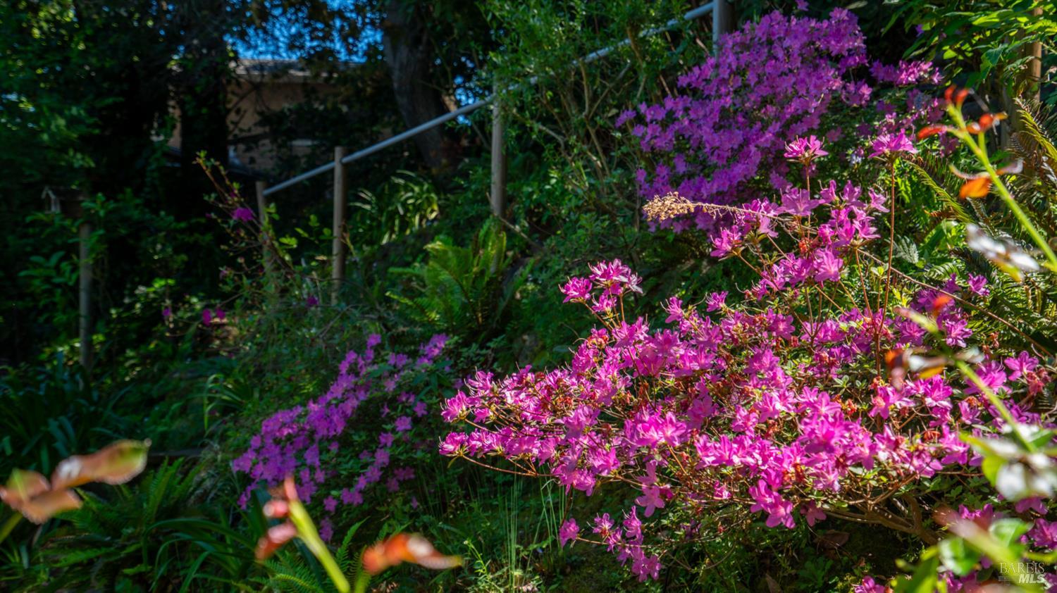 5 Viox Way San Rafael, CA 94901 - Photo 71 of 80