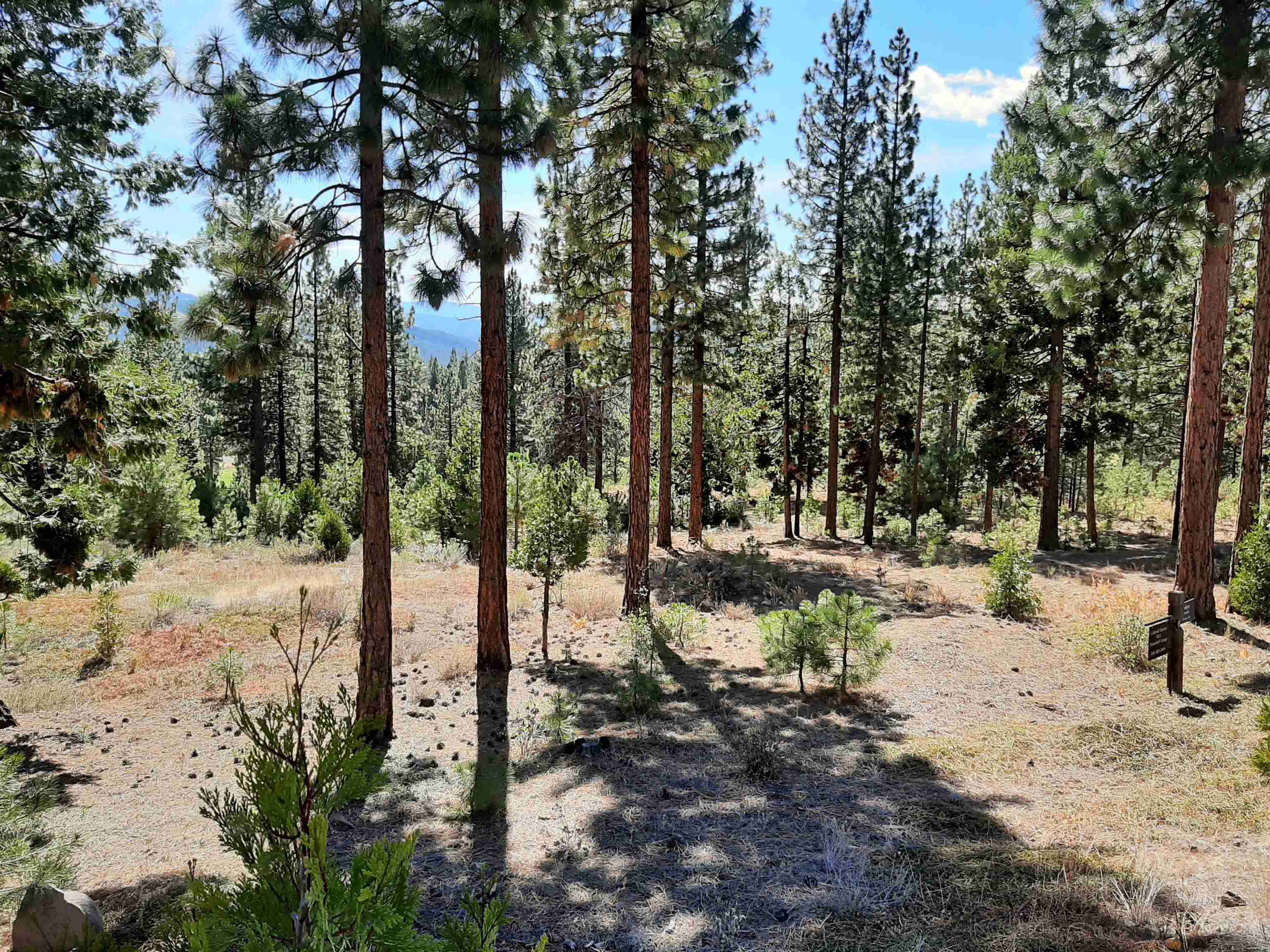 a view of a yard with a tree