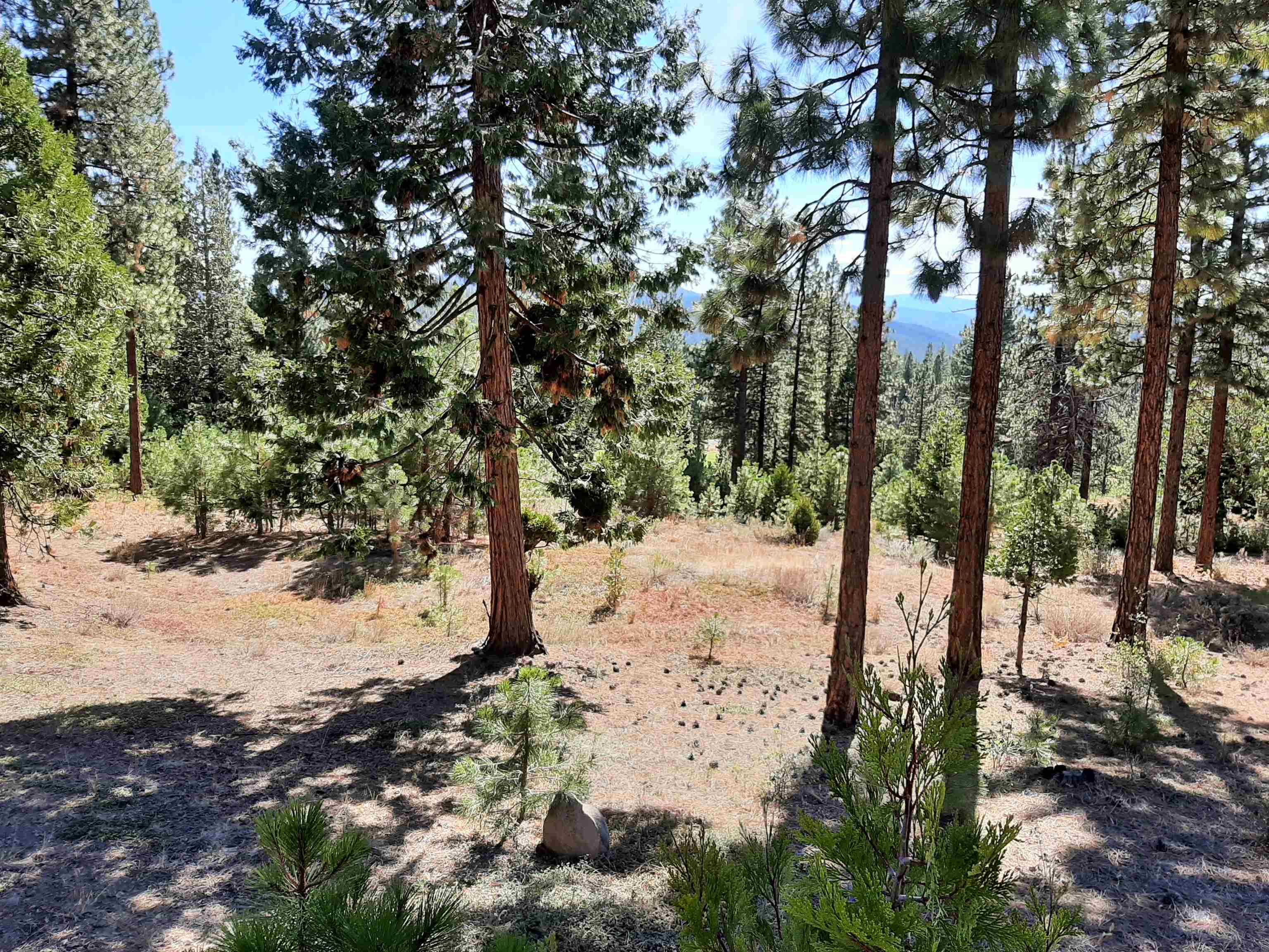 486 Grizzly Ranch Road Portola, CA 96122 - Photo 2 of 8 a view of a covered with snow in the background