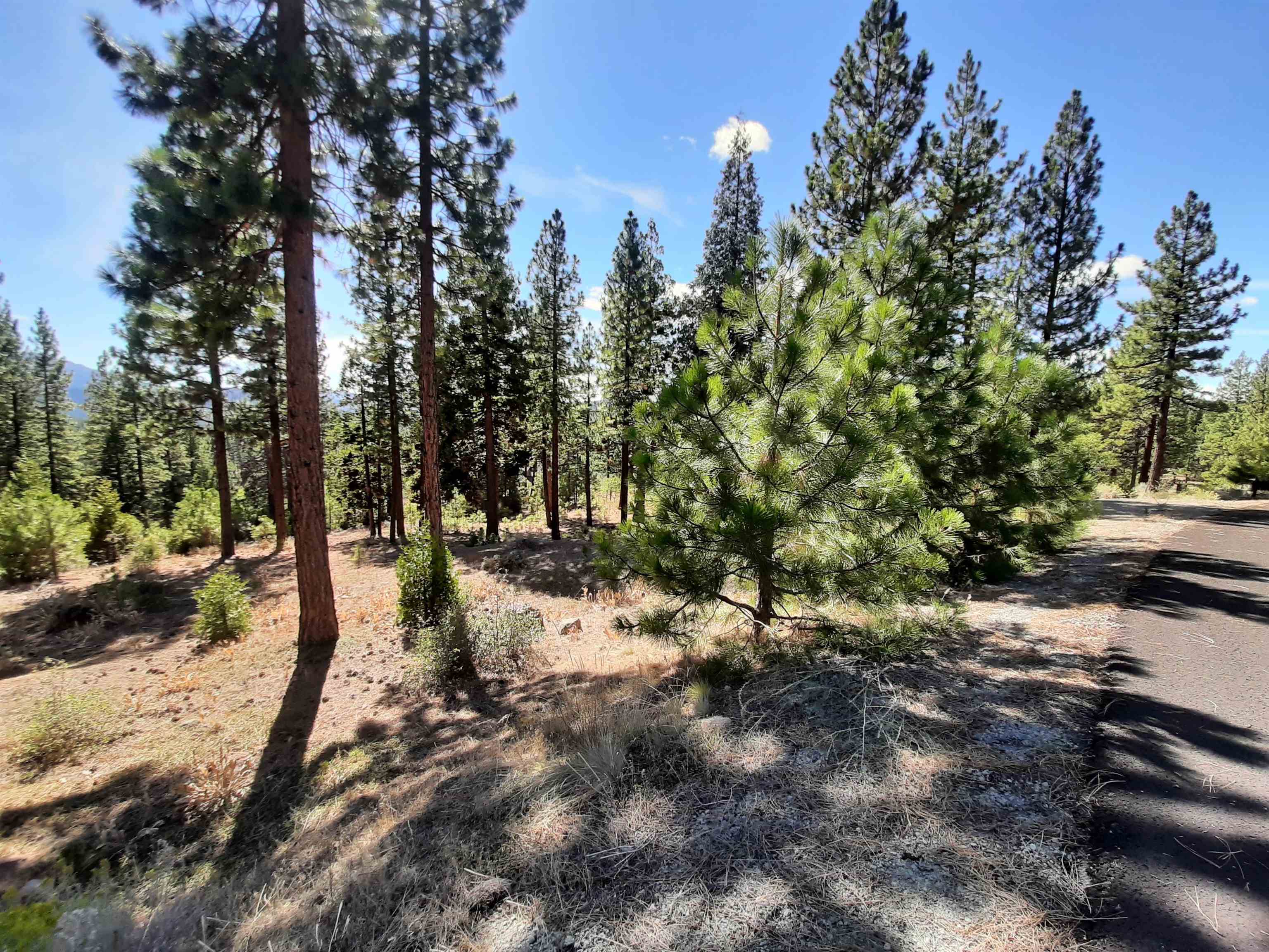486 Grizzly Ranch Road Portola, CA 96122 - Photo 3 of 8 a view of a forest with trees