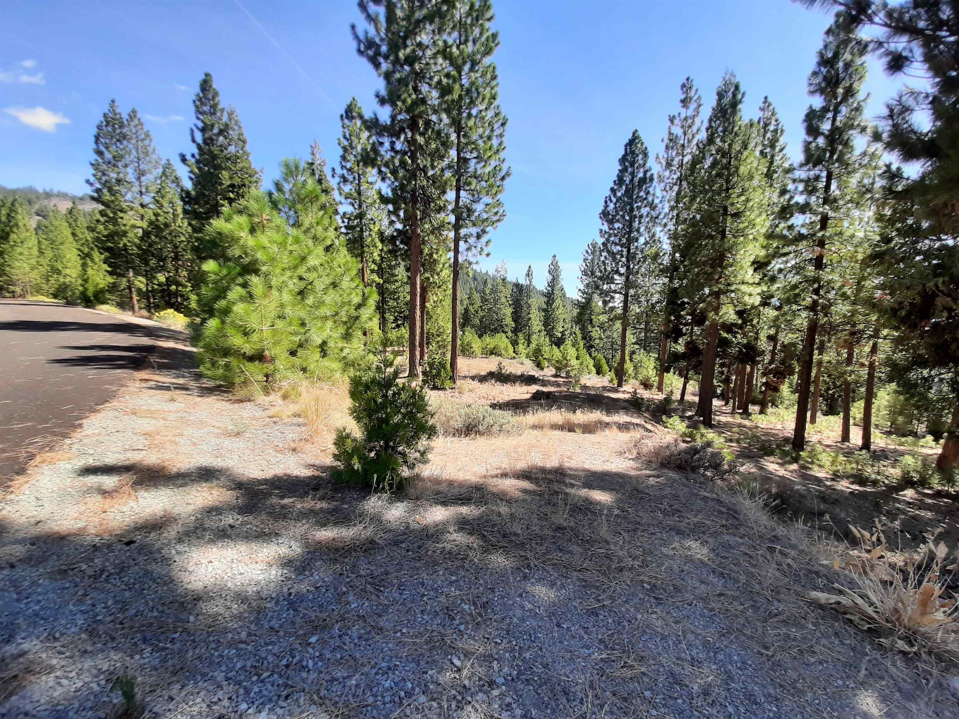 486 Grizzly Ranch Road Portola, CA 96122 - Photo 4 of 8 a view of road with trees