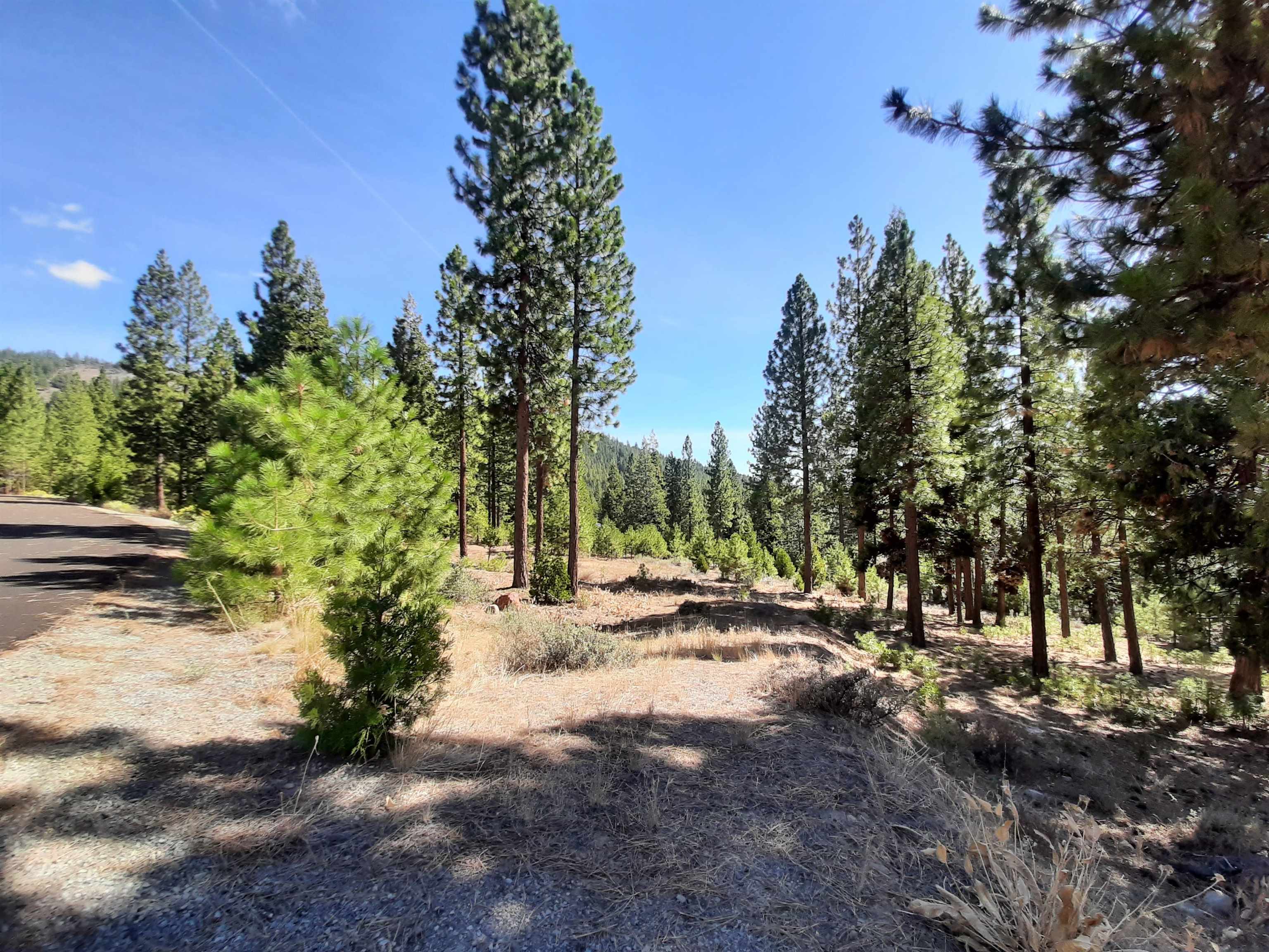 486 Grizzly Ranch Road Portola, CA 96122 - Photo 5 of 8 a view of a tree with a yard