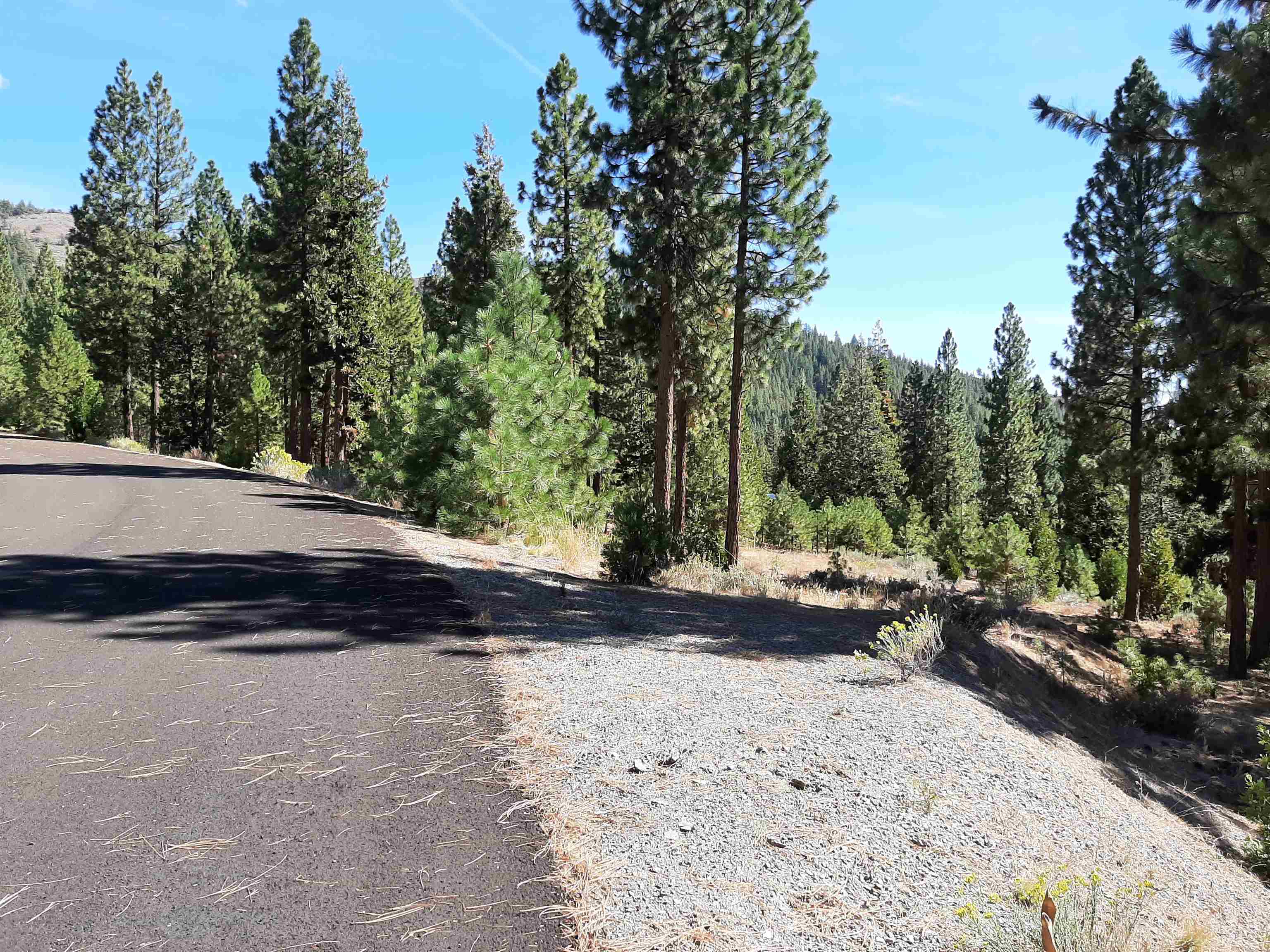 486 Grizzly Ranch Road Portola, CA 96122 - Photo 6 of 8 a view of yard with trees