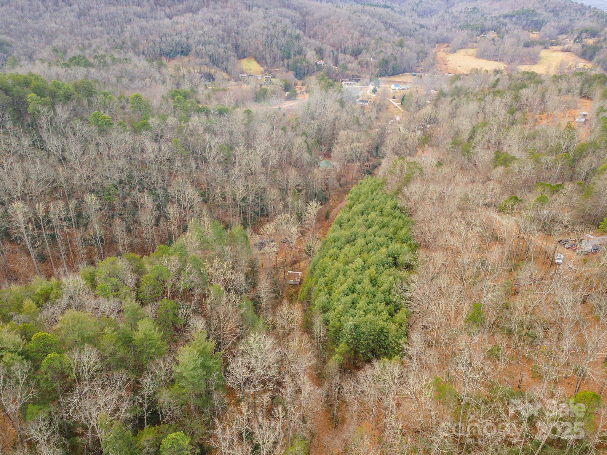 380 Buttercup Lane Marion, NC 28752 - Photo 23 of 48 a close up of a plant