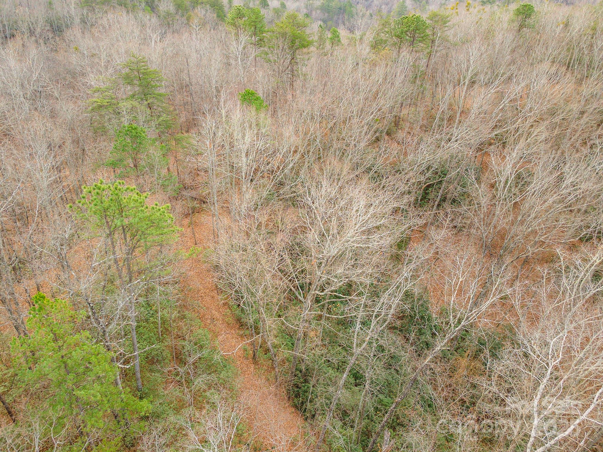380 Buttercup Lane Marion, NC 28752 - Photo 25 of 48 a close up of a plant in a garden